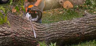 Best Tree Cabling and Bracing  in Beach City, TX