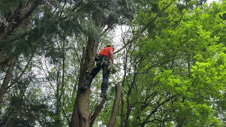 Best Hazardous Tree Removal  in Beach City, TX