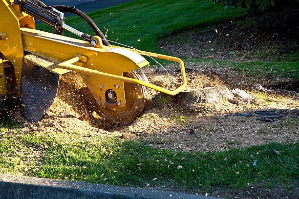 Best Weed Control  in Beach City, TX